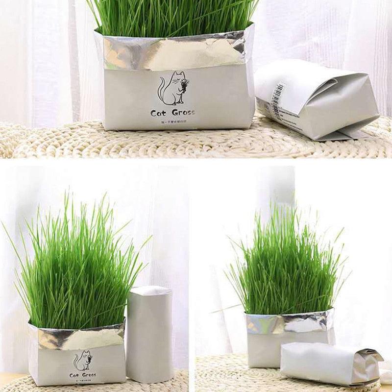 Cat grass kit hotsell